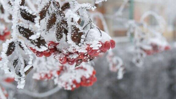 一束束红色成熟的山灰或花楸Quicken树花楸在冬天被雪覆盖