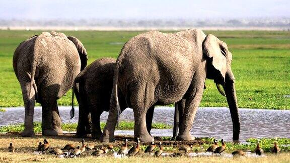 大象在野外饮水