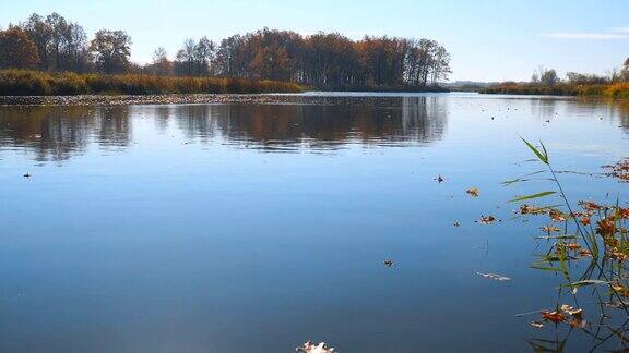 枯叶落在秋天的湖面上