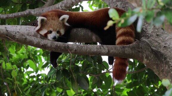 小熊猫在树枝上休息