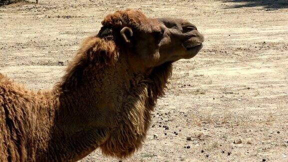 非洲骆驼在公园里吃东西的特写镜头