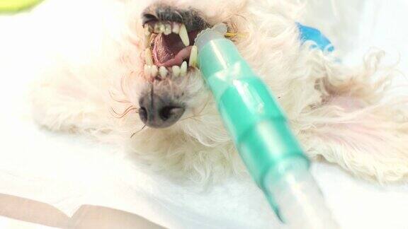 手术台上一只白色卷毛狗的俯视图在手术灯下麻醉的狗在手术中一条插管的狗与呼吸机相连