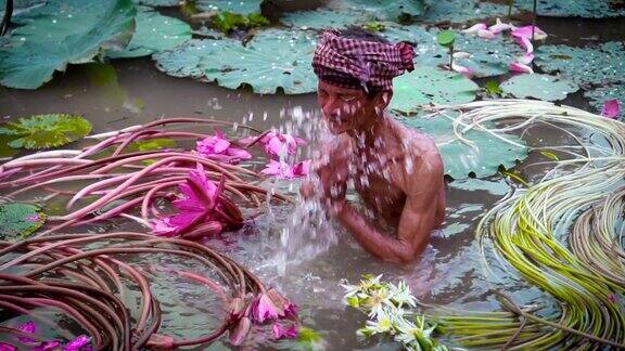 越南安江省安府一位越南老人在美丽的粉色莲花湖中洗脸4K慢镜头文化和生活理念