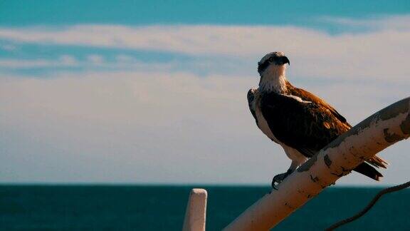 海鸟的猎物鱼鹰坐在船首的桅杆上对红海的背景