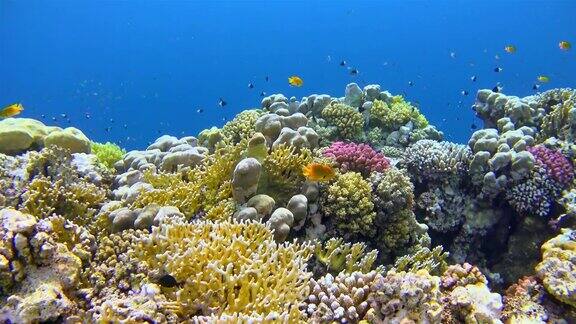 在沙姆斯阿拉姆珊瑚礁红海浮潜