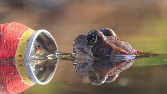 在一个肮脏的池塘里一只棕色的青蛙靠近一个铝罐