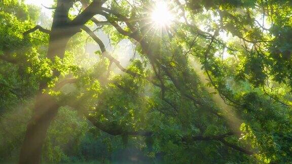 森林里美丽的夏日早晨阳光穿过那棵壮丽的绿树的枝叶神奇的夏天森林