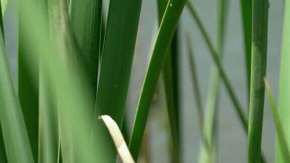 夏日里的甘蔗在微风中摇曳甘蔗是禾本科植物近距离