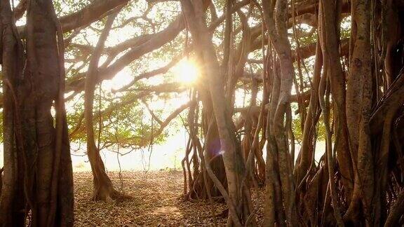 斯坦尼康拍摄的一棵美丽的榕树在清晨