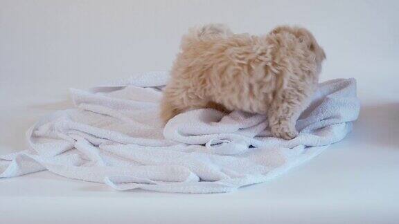 在白色的背景下洗澡后小狗在毛巾上玩耍