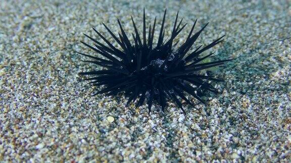 黑海海胆(Arbacialixula)沿着沙底缓慢爬行地中海