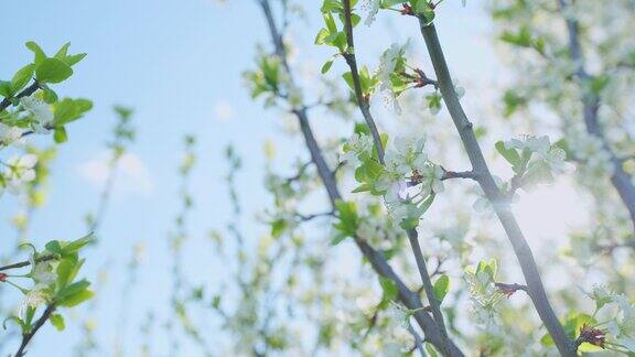 春天花园里盛开的樱桃树樱桃的花序在有叶子的树枝上广角镜头