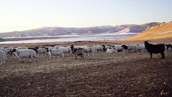日落时分蒙古牧场上的山羊