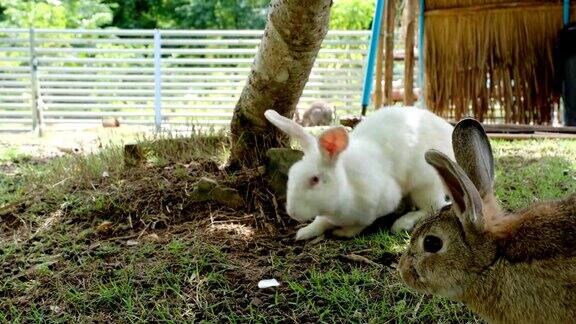 在草地上饲养的小兔子是圈养的