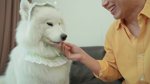 快乐的亚洲成年男子穿着黄色衬衫教他美丽的纯种萨摩耶犬表演和微笑射击并以狗饼干作为奖励动物辅助治疗