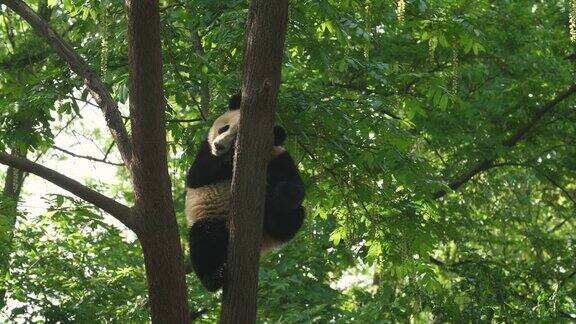 树上可爱的熊猫宝宝