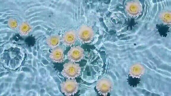 白色的菊花在水面和下落的水滴波浪在蓝色的背景水溅出蓝色纯净水反射阳光和阴影
