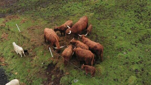一群苏格兰山区的牛在吃草