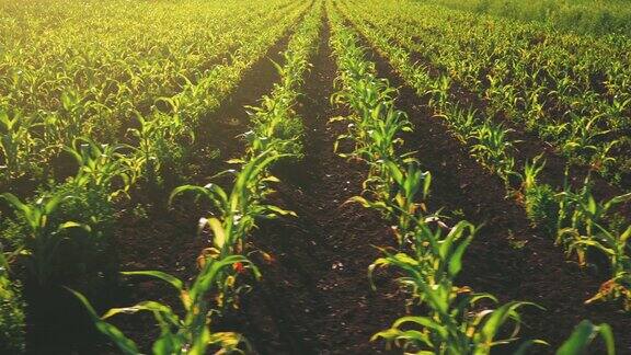 清晨阳光下的玉米幼苗-农田