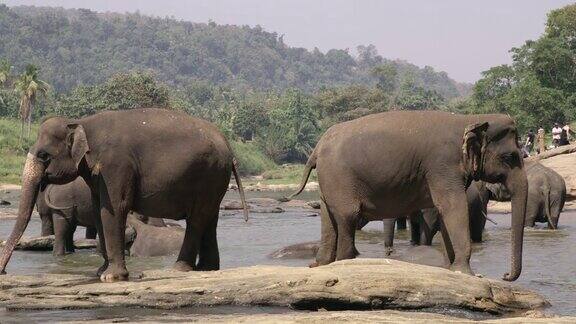斯里兰卡大象在河里洗澡和涉水