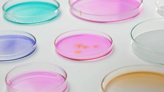 样品滴入粉红色琼脂培养基中培养菌落在培养皿中嫁接细菌