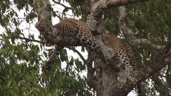 一只豹完美伪装地睡在树上