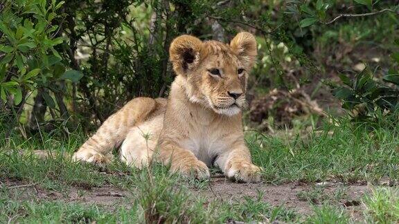 非洲狮美洲豹幼仔休息肯尼亚马赛马拉公园实时4K