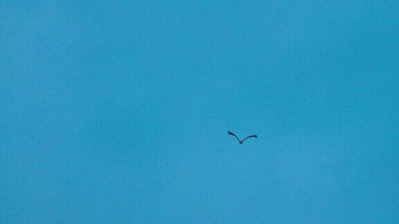 普通鹤或GrusGrus鸟类冬季迁徙一群普通鹤或欧亚鹤在阳光明媚的蓝天上起飞筑巢的鹤筑巢东欧亮蓝色浅蓝色
