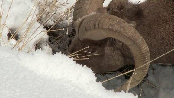 大角羊、公羊在雪地里犁地