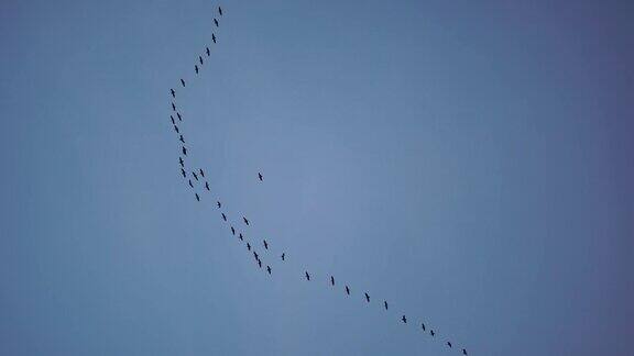 一群或一群候鸟在湛蓝的天空下飞翔沿着海岸飞过大海