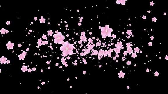 循环透明的背景视频与樱花出现从中心