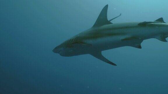 大洋黑尖鲨在公海印度洋