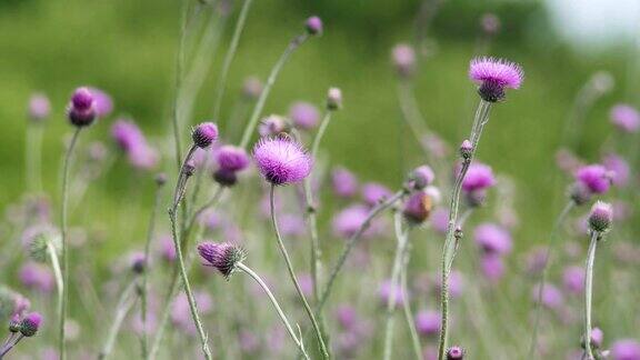 野花和药草春天的田野里盛开着紫色和紫色的花朵大自然正在苏醒