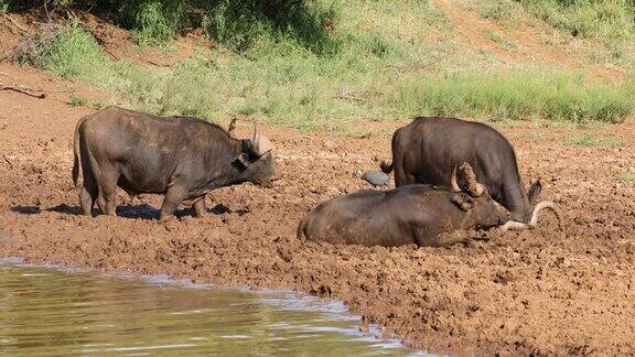 南非莫卡拉国家公园非洲角水牛(Synceruscaffer)在泥泞的水坑里