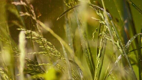 SLOMOLD温和的雨落在草地上在夏天