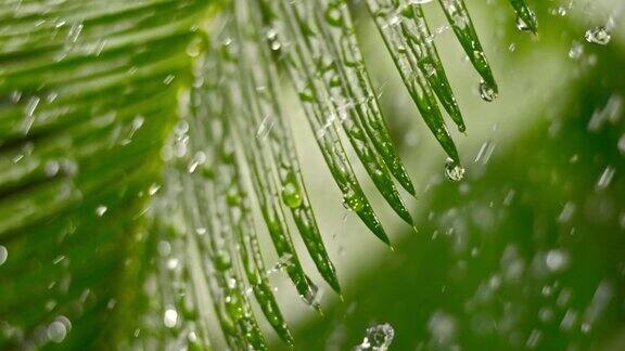 SLOMOTD夏日阵雨中的棕榈叶