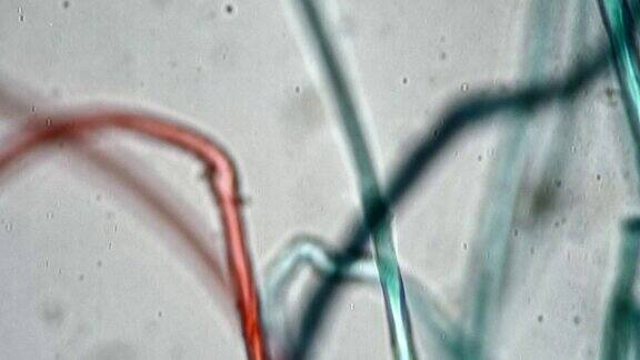 三种不同颜色的纤维在400倍显微镜下在明亮的视野背景下拍摄
