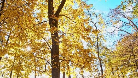 美丽的落叶树在秋天的颜色