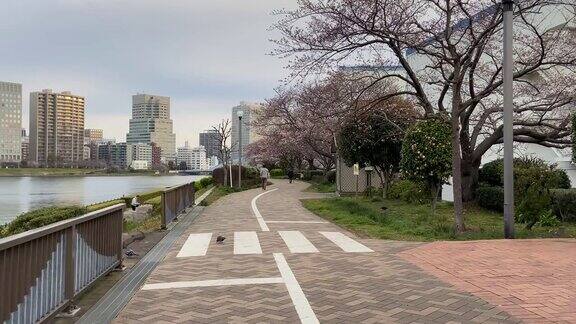 住田河樱花盛开的东京