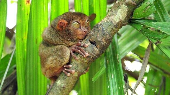 菲律宾眼镜猴在其自然栖息地薄荷岛菲律宾