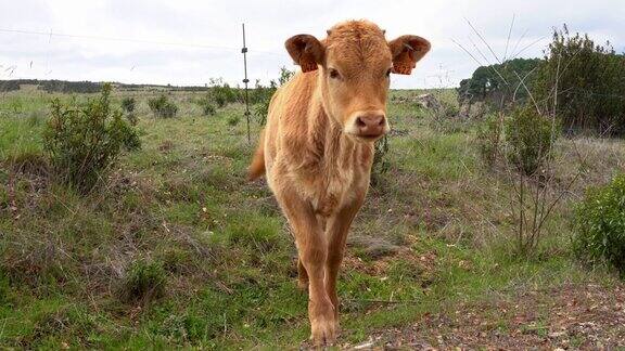 野地里盯着镜头的小牛