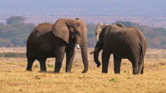 决斗-非洲丛林象-Loxodontaafricana两头决斗的大象在肯尼亚安博塞利公园的斯瓦纳象牙和鼻子向上强大的力量体重和肌肉攻击和逃跑