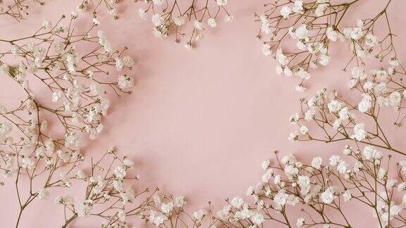 白色的花朵孤立地摆放在粉红色的转盘上萃取芳香精油头发和皮肤护理的天然化妆品