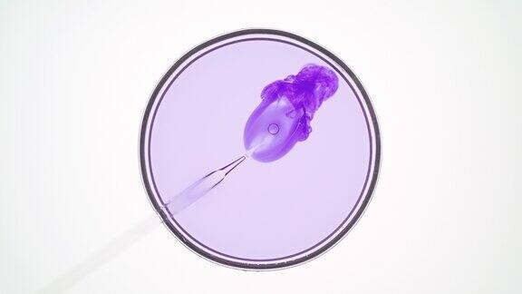实验室用滴管将紫色液体注入培养皿中的浅色液体中