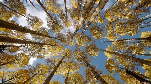 仰望浓密的白杨树冠黄叶摇曳在秋色的峰顶