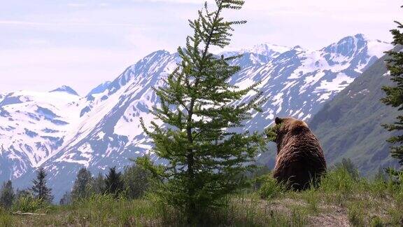 一只大棕熊坐在山顶上