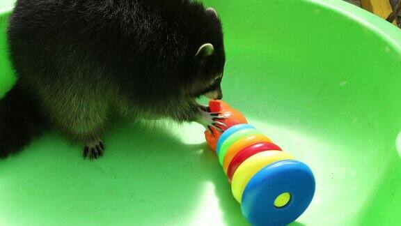 浣熊在绿色的浴缸里玩玩具有趣的动物宠物