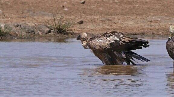 非洲白背秃鹫吉普斯非洲人站在水里有浴室内罗毕公园在肯尼亚实时4K