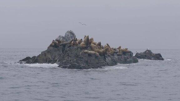 成群的海狮在岩石悬崖上和鸟类在海水上飞行
