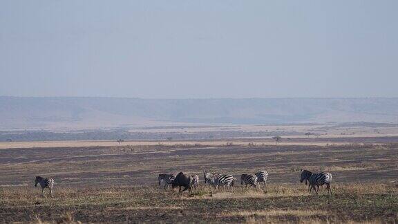 迁徙季节在非洲大草原上行走的斑马